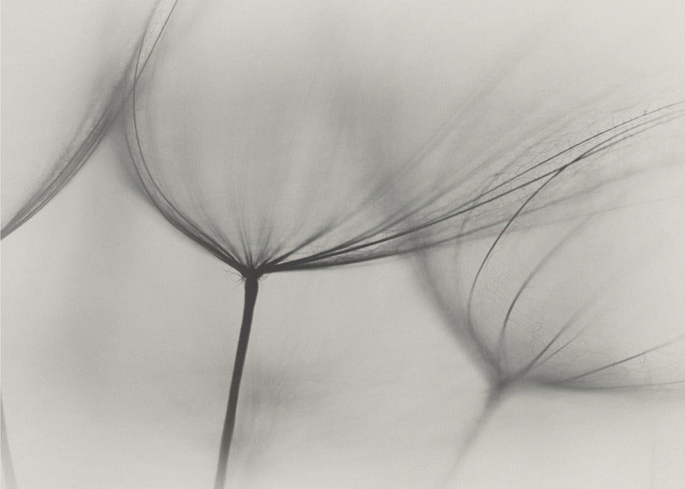 Tragopogon | Papel Pintado Fotográfico