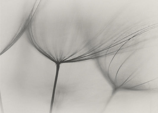 Tragopogon | Valokuvatapetit