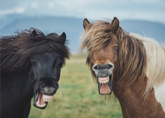 VILLI HYMY | Valokuvatapetit