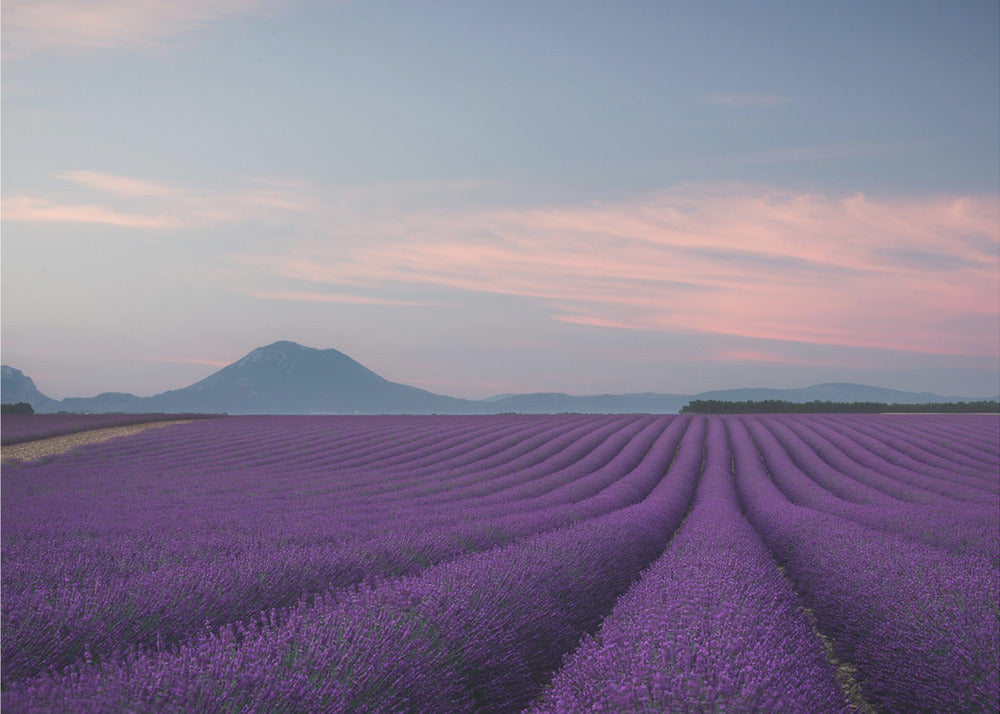 Campo di lavanda | Poster - Stampe d’Arte