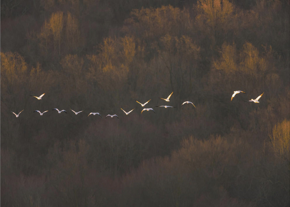 Estado de ánimo matutino | Papel Pintado Fotográfico