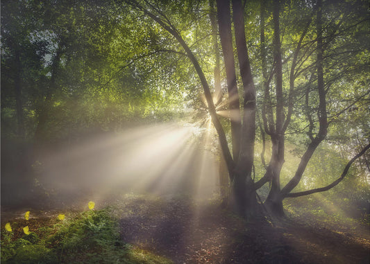 Das Morgenlicht | Fototapeten