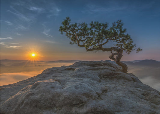 Alte Kiefer | Fototapeten