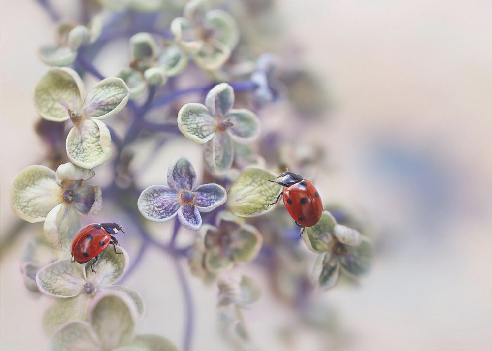 Hauras | Julisteet - Taidevedokset