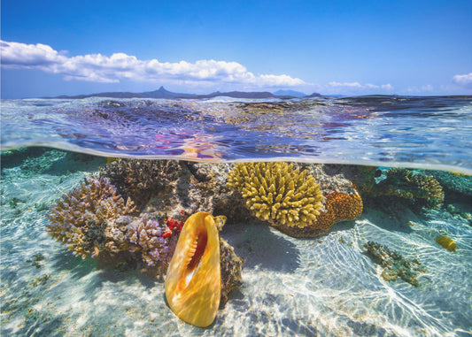 Leben in der Lagune | Fototapeten