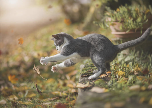 Syysleikki | Valokuvatapetit