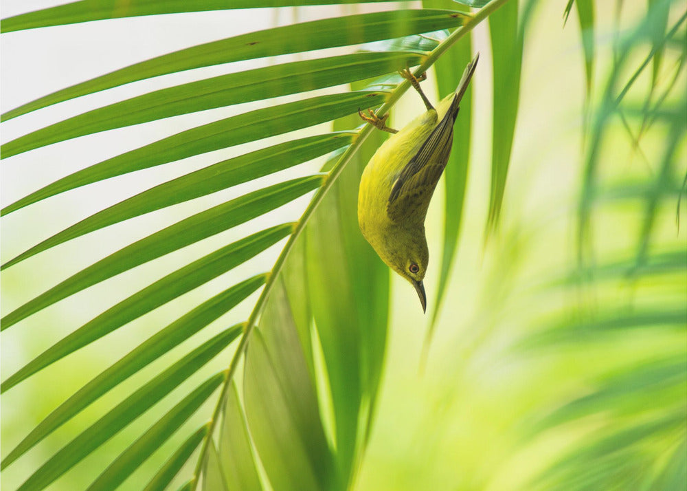 50 tonos de verde | Papel Pintado Fotográfico