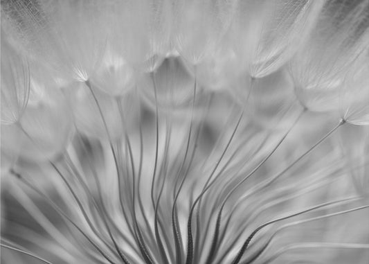 Unelma | Valokuvatapetit