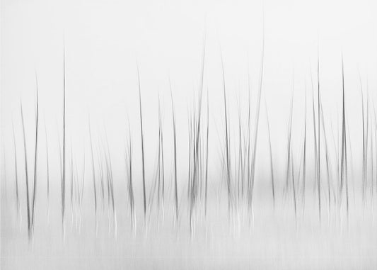 Winterlandschaft im Yellowstone | Fototapeten