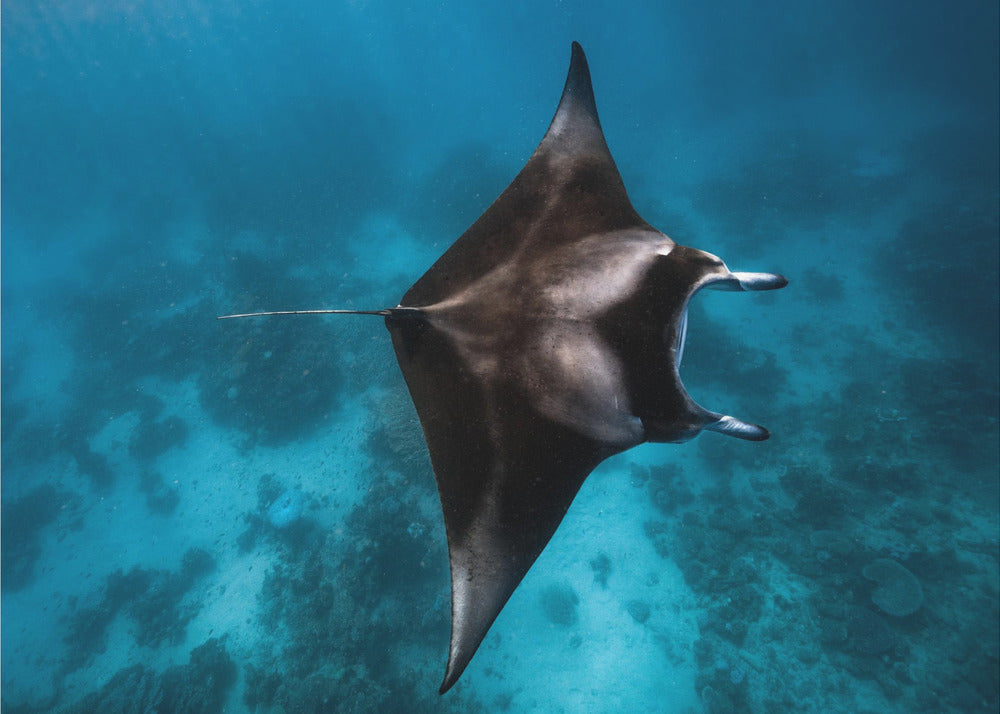 Mantakärpänen!!! | Valokuvatapetit