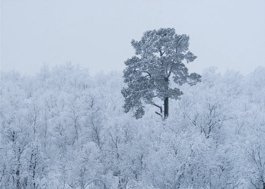 Erster Schnee | Fototapeten
