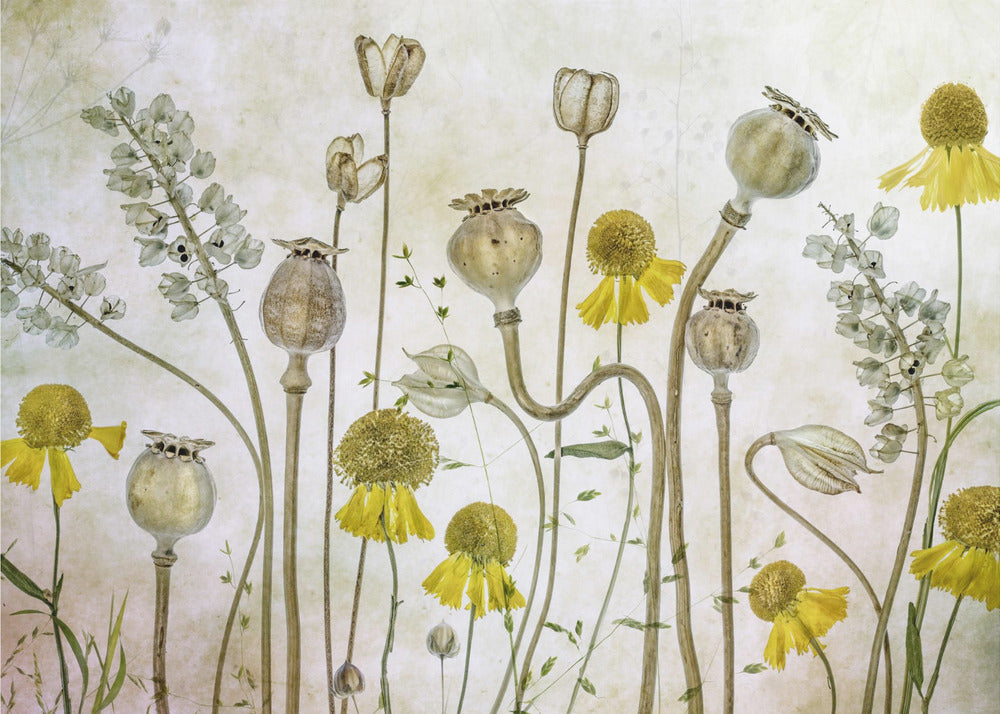 Poppies and Helenium | Wallpaper