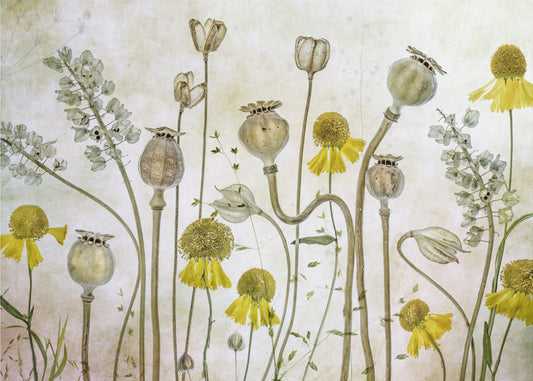 Unikkoa ja heleniumia | Valokuvatapetit