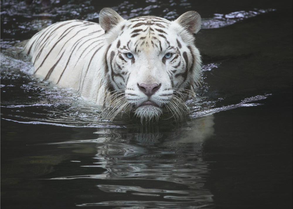 Katson minua Katson sinua | Valokuvatapetit