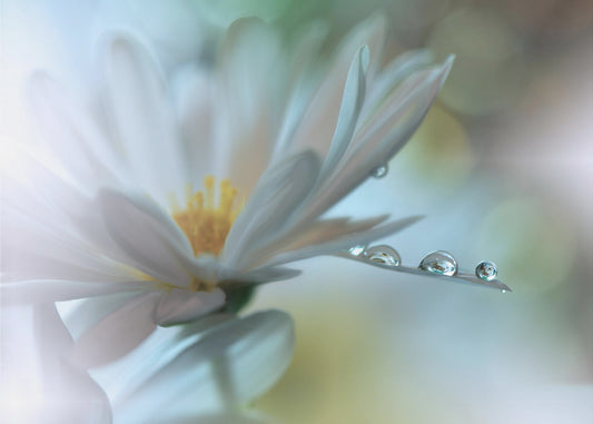 Kevyt kosketus... | Valokuvatapetit