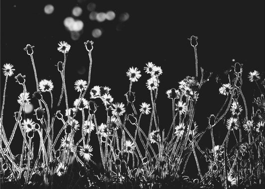 Las Pequeñas Flores | Impresiones en Lienzo