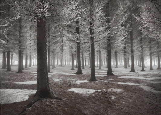 Der Wintereinbruch | Fototapeten