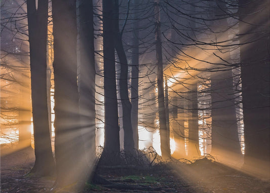 Metsä | Valokuvatapetit