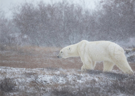 Sataako lunta! | Valokuvatapetit