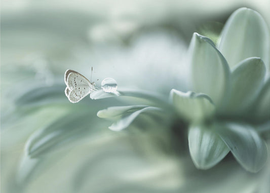 taikapallo | Julisteet - Taidevedokset