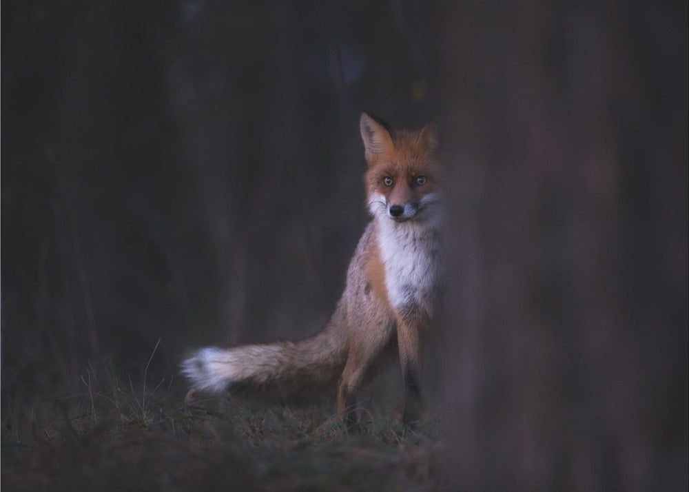 Miradas | Papel Pintado Fotográfico