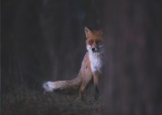 Vilkaisut | Valokuvatapetit