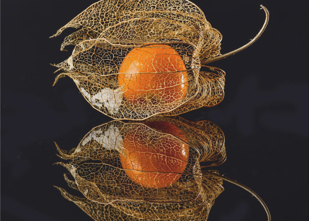Physalis | Papel Pintado Fotográfico