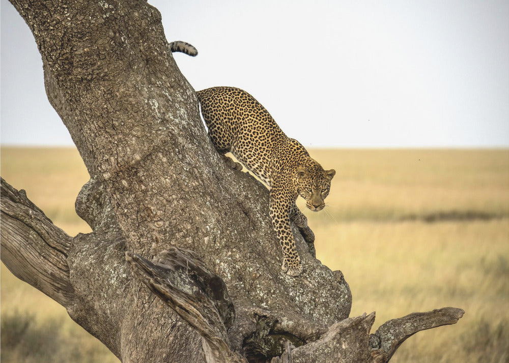 Leopardi - Serengheti, Tansania | Valokuvatapetit