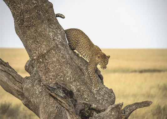 Leopardi - Serengheti, Tansania | Valokuvatapetit