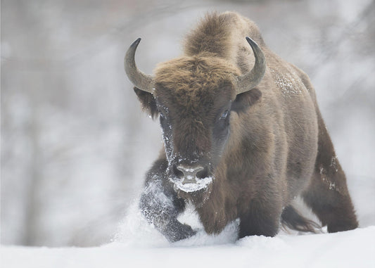 Uudelleen villiintynyt | Julisteet - Taidevedokset
