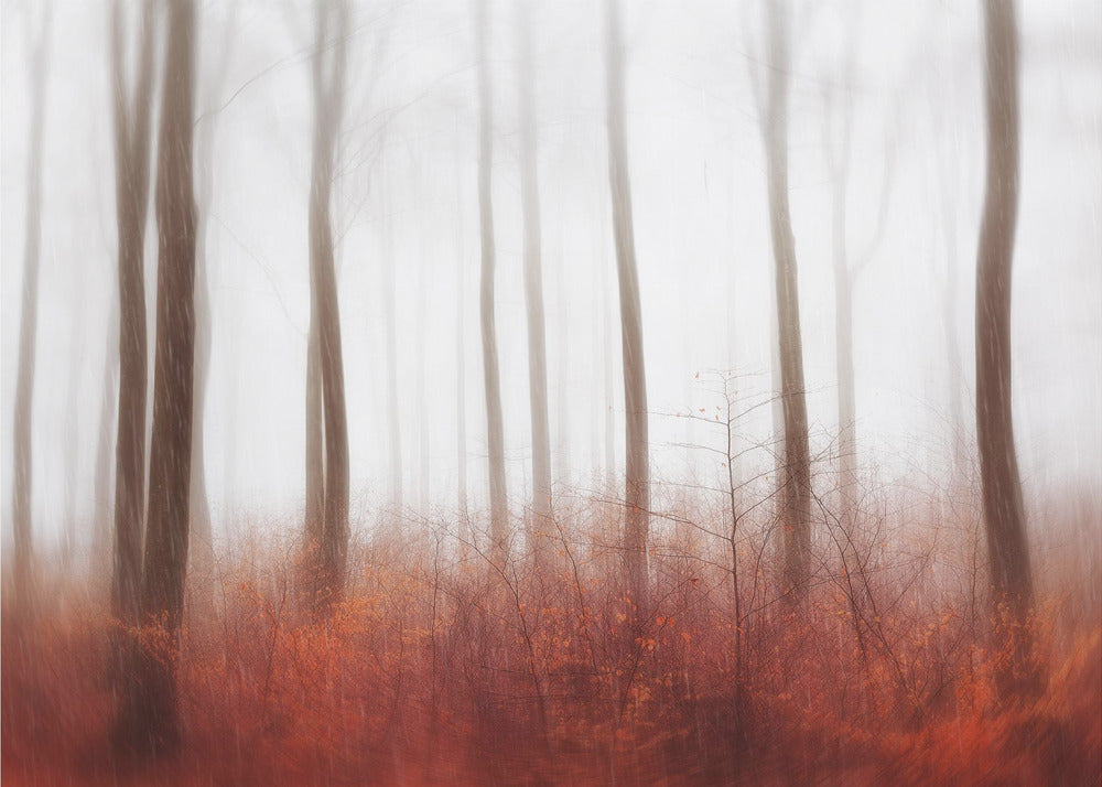 Bois sans fin | Papier Peint Photo