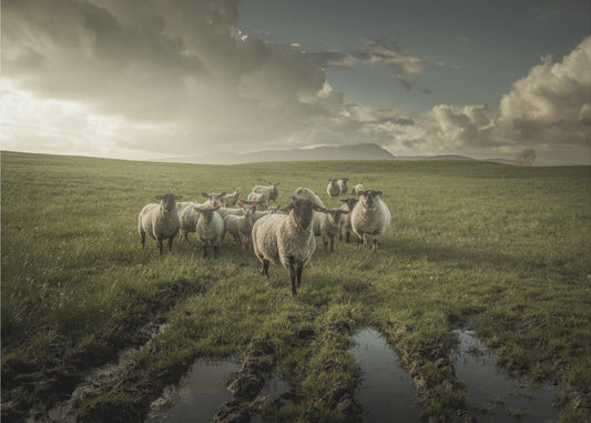 Schafe | Fototapeten