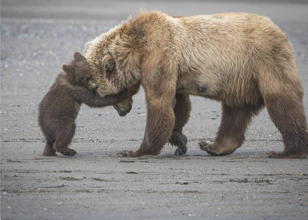 Un pequeño abrazo de oso | Papel Pintado Fotográfico