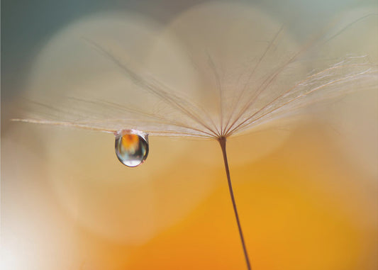 Pieni yömusiikki... | Valokuvatapetit