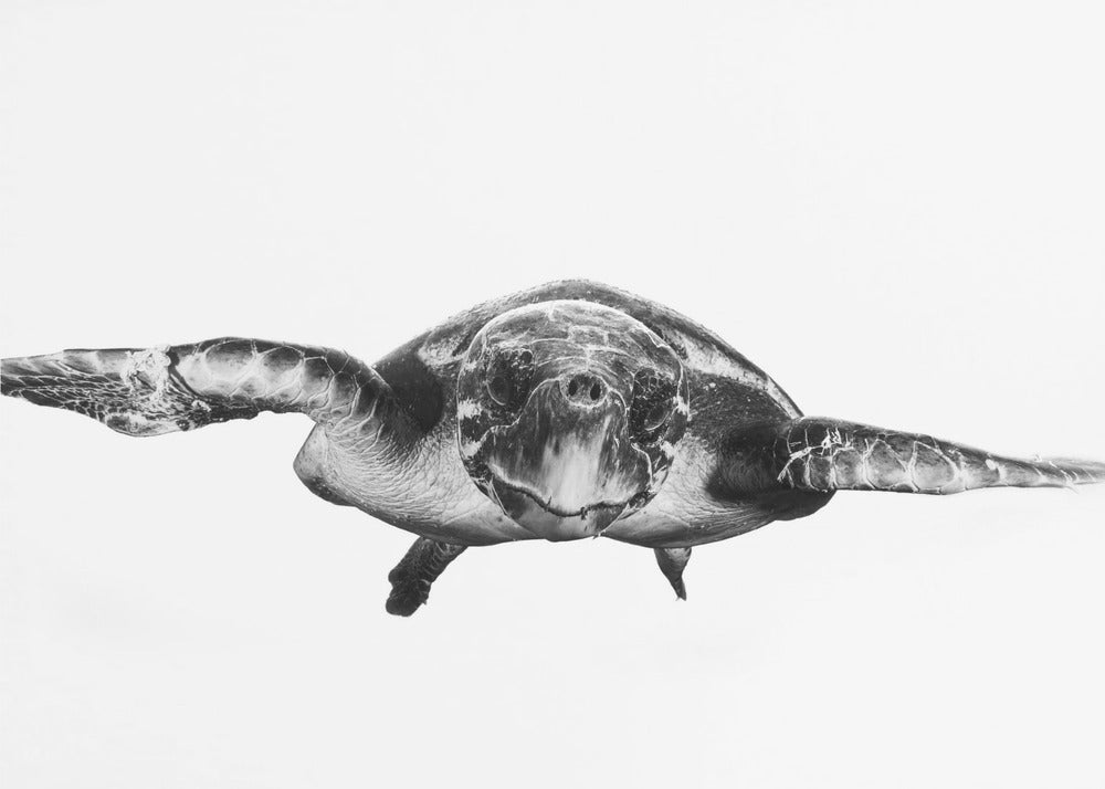 Blanco y tortuga | Papel Pintado Fotográfico