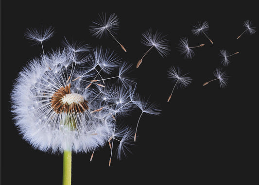 Voikukka puhaltaa | Valokuvatapetit