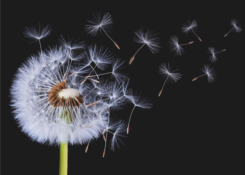 Diente de león soplando | Papel Pintado Fotográfico