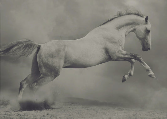 parikaalinen | Valokuvatapetit