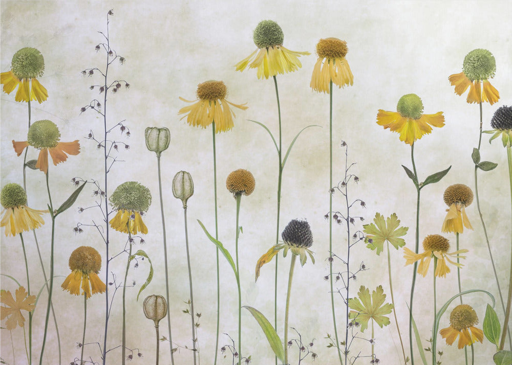 Helenium | Wallpaper