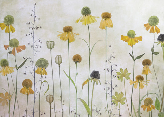 Helenium | Valokuvatapetit