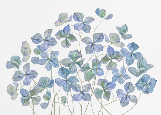 Hortensia | Valokuvatapetit