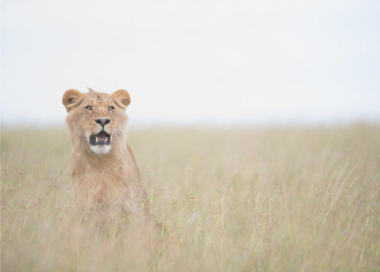Nuori leijona | Valokuvatapetit