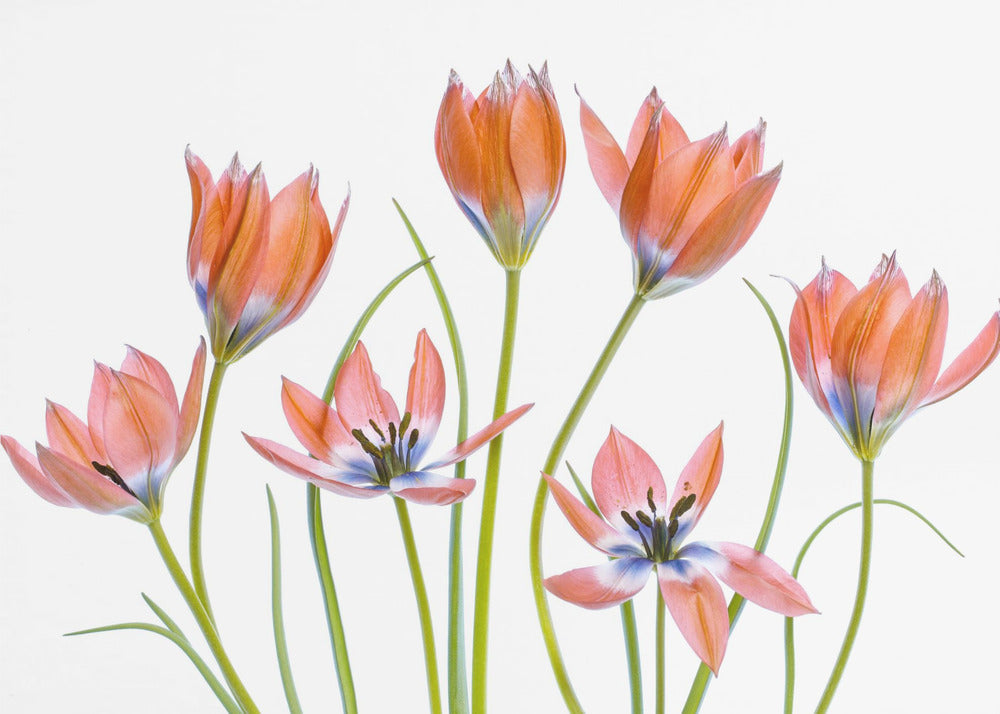 Apricot Tulips | Wallpaper