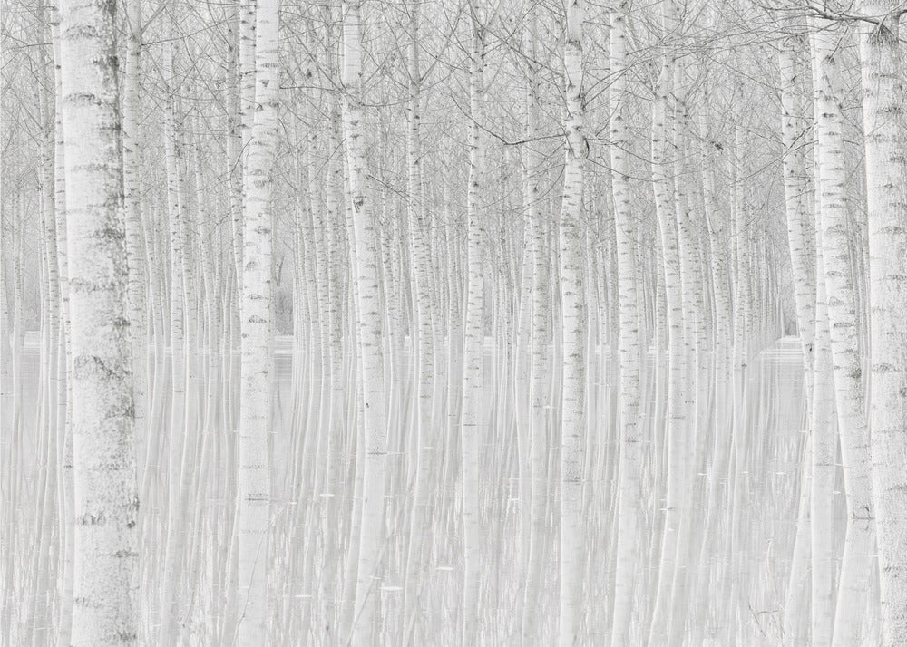 Trees | Wallpaper