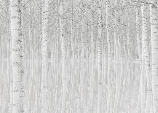 Bäume | Fototapeten
