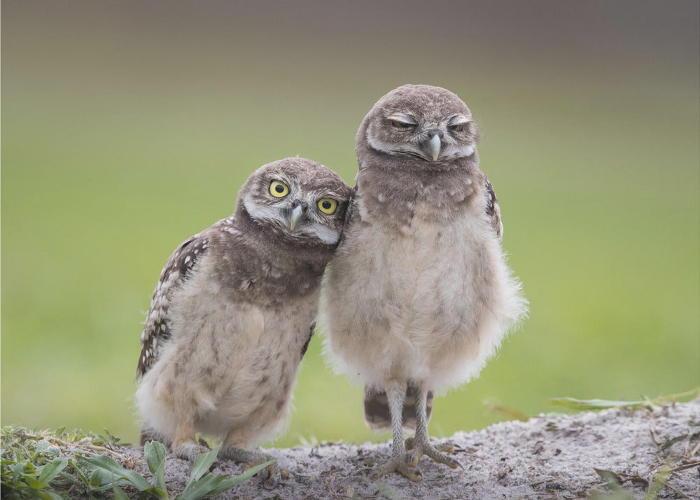 Ystävät | Julisteet - Taidevedokset