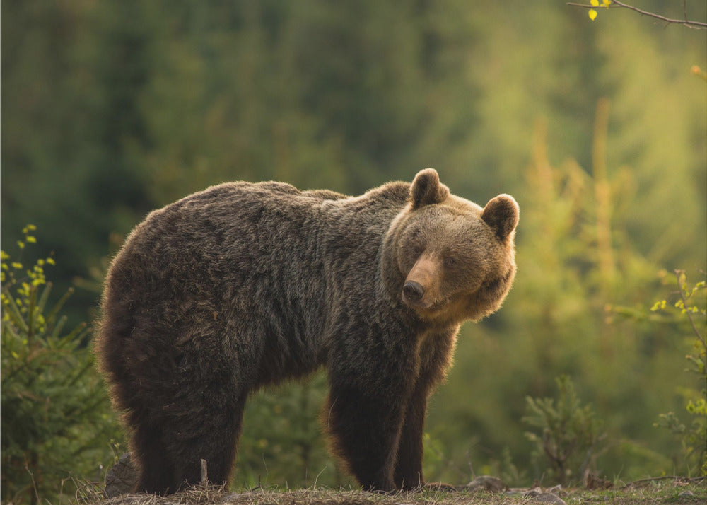 Backlit bear | Wallpaper
