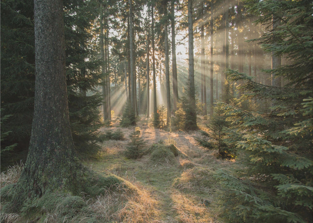 Säteet, osa 2 | Canvastaulut