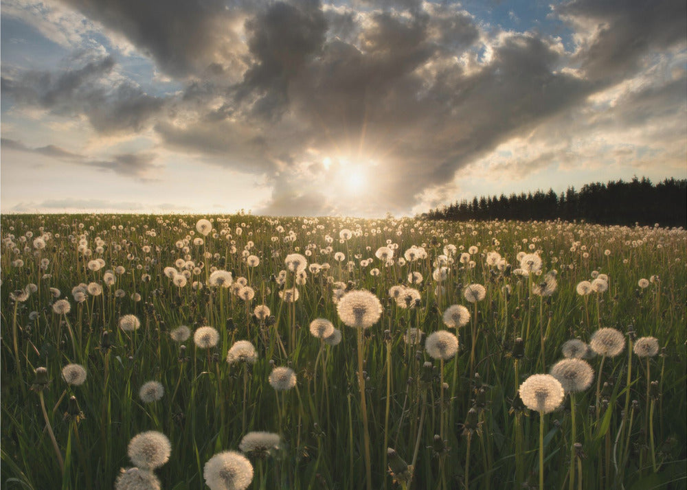 Hehkulamput | Valokuvatapetit