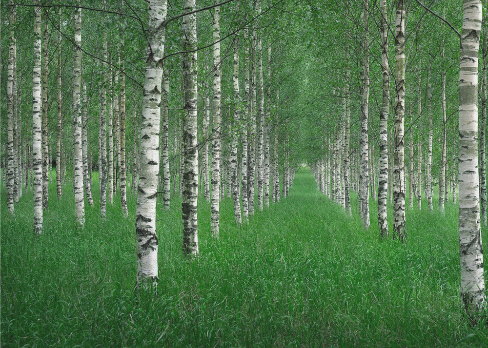 Tunneli | Valokuvatapetit